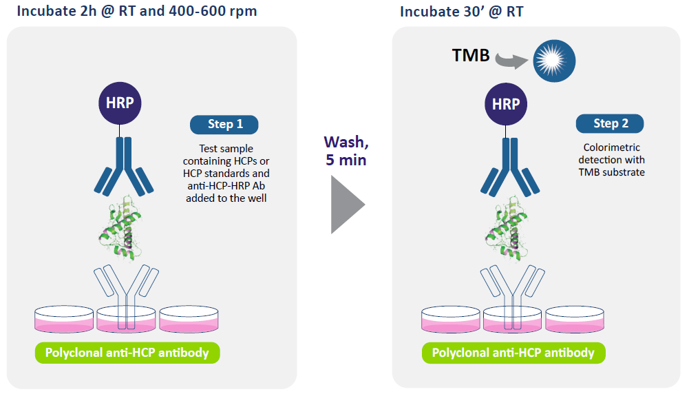 ELISA_assay_workflow