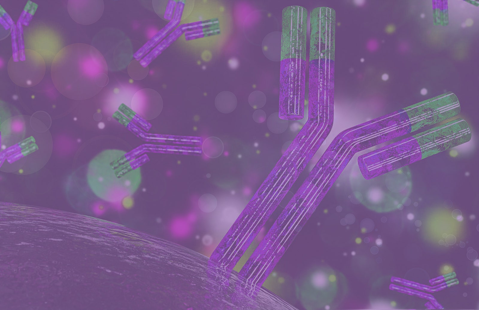 Anti-Yeast HCP Antibodies