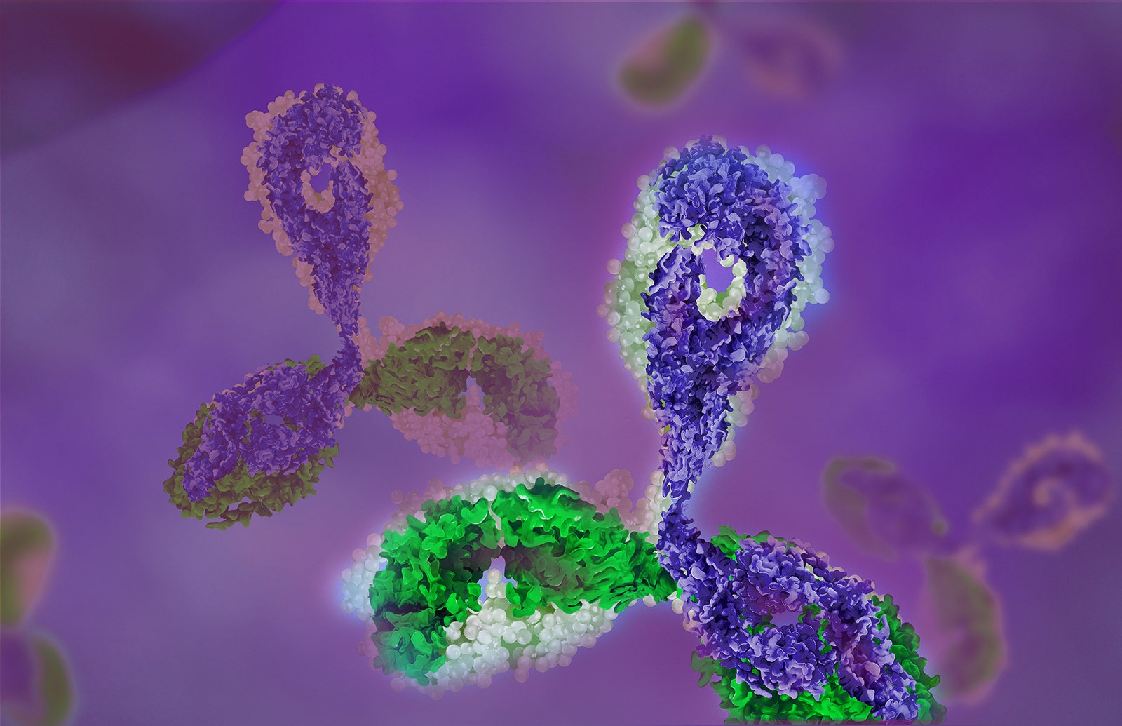 Anti-Insect HCP Antibodies