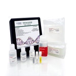 CHO DNA Amplification Kit in Wells