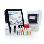 CHO Host Cell DNA Detection Kit in Wells