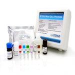 <i>E. coli</i> HCP ELISA Kit