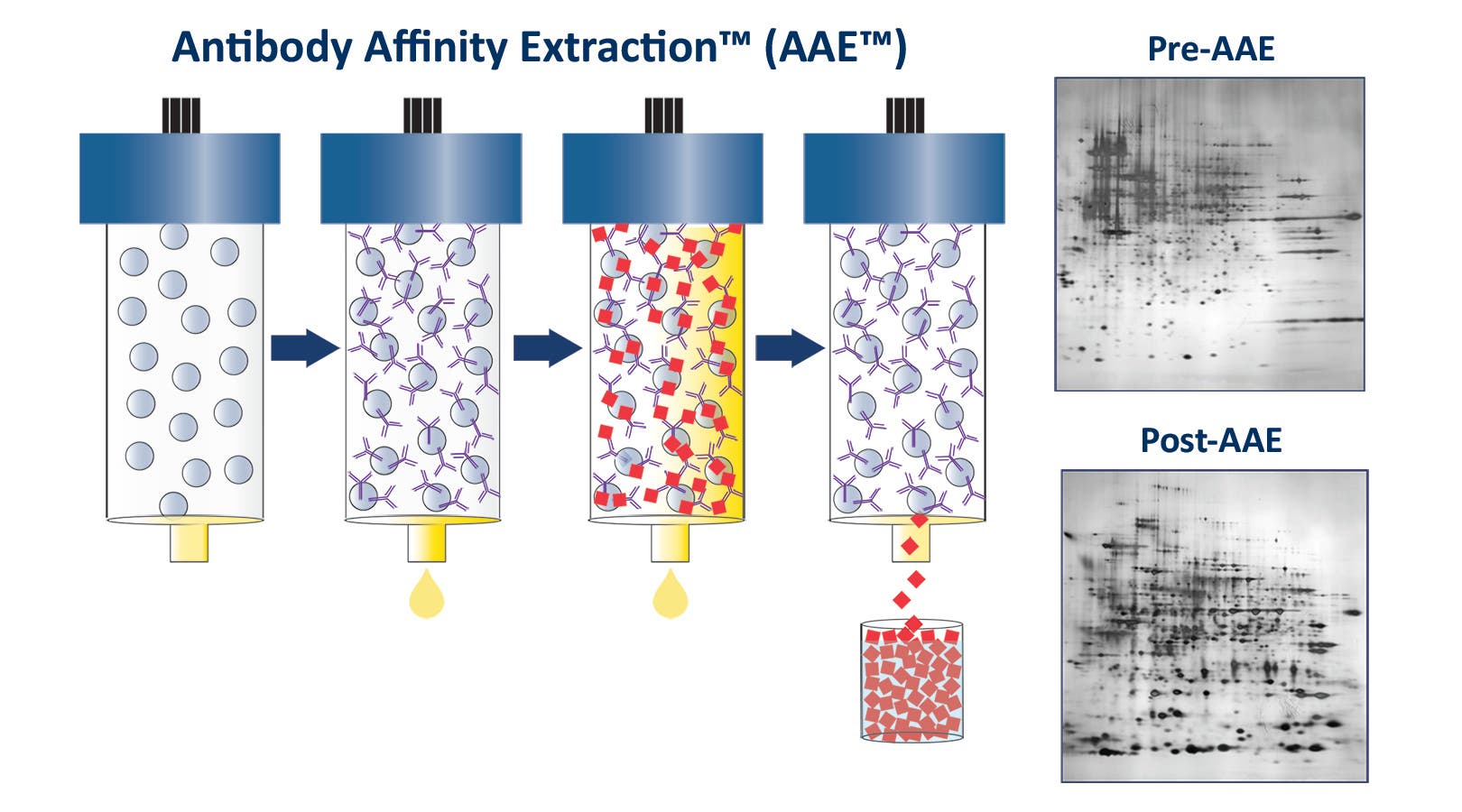 Antibody-Affinity-Extraction_AAE_diagram_F.1200x667