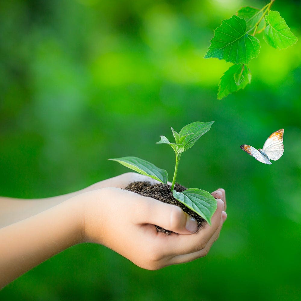 Renewable Resources Renewable Resources